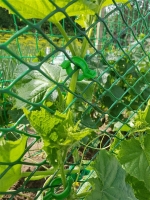 glf4b1mr
