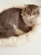 Лежак для животных Soft Puf